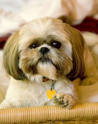 Oliver the ShihTzu Emagination designs chief of security